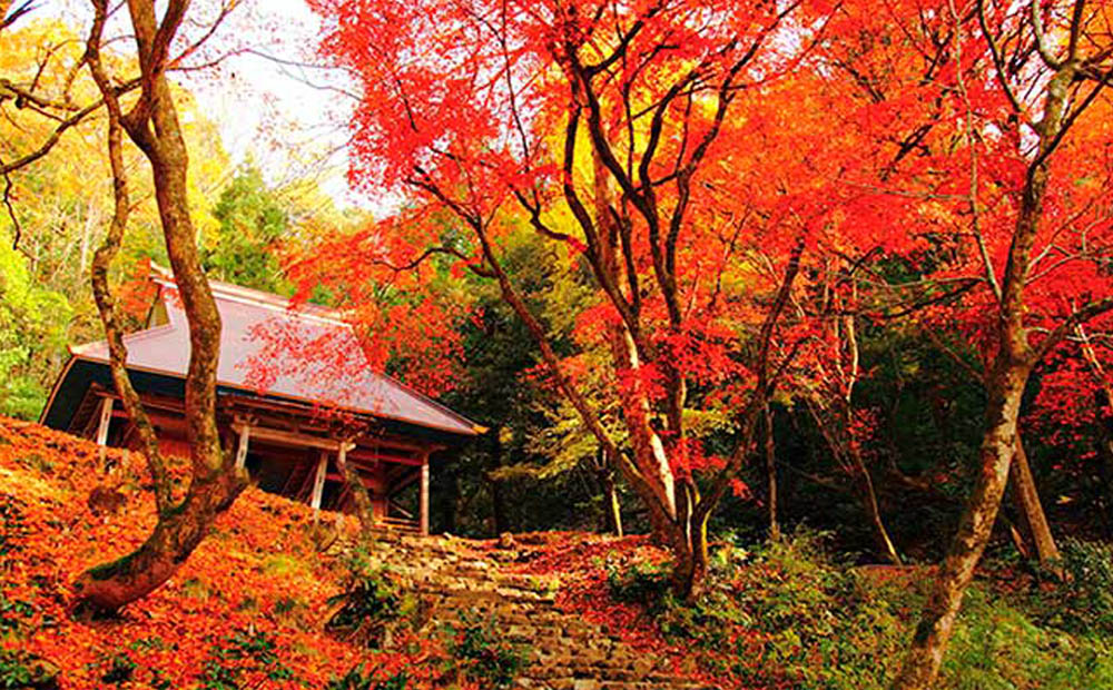 大原三千院 紅葉